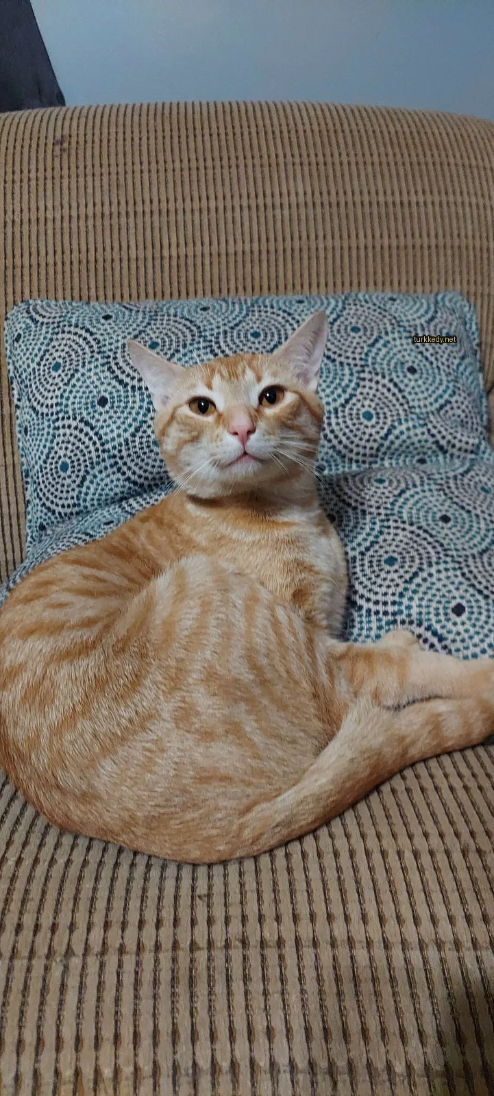 Sarımsı bir kedi, beyaz bir çene ile mavi bir yastık arkasında.