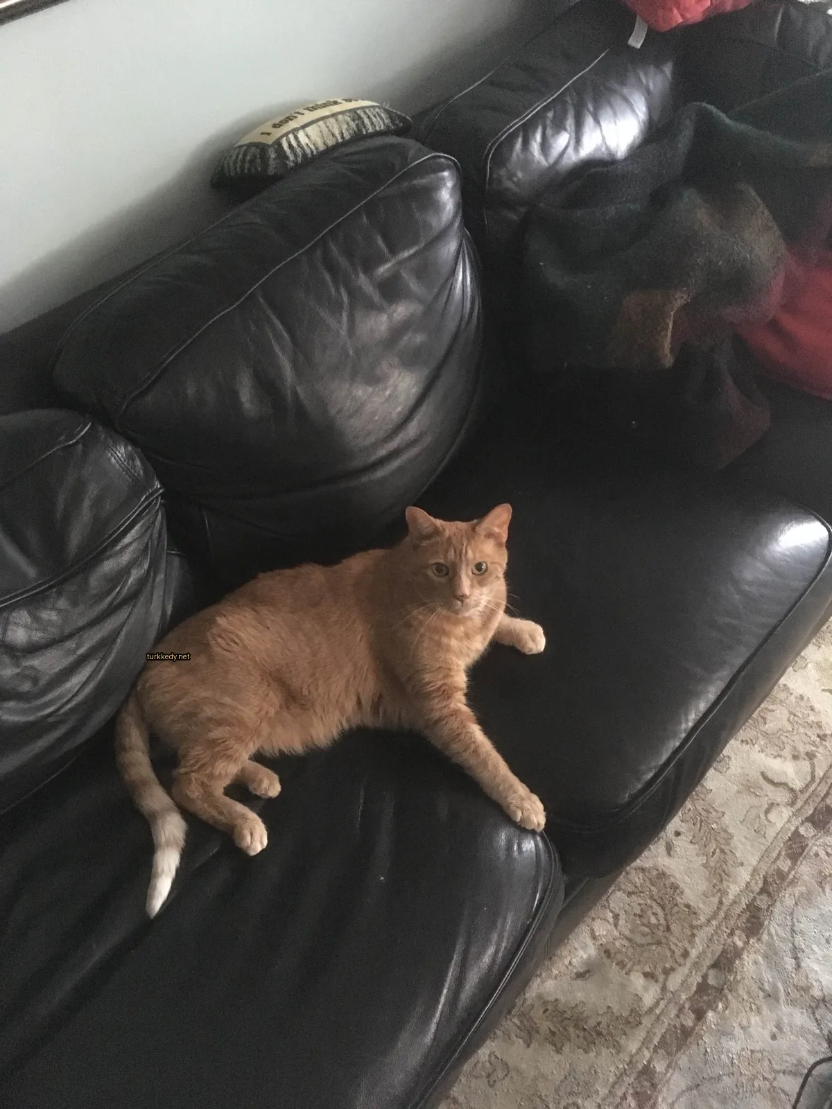 Beyaz bir koltukta büyük bir turuncu püsküllü kedi yatıyor.