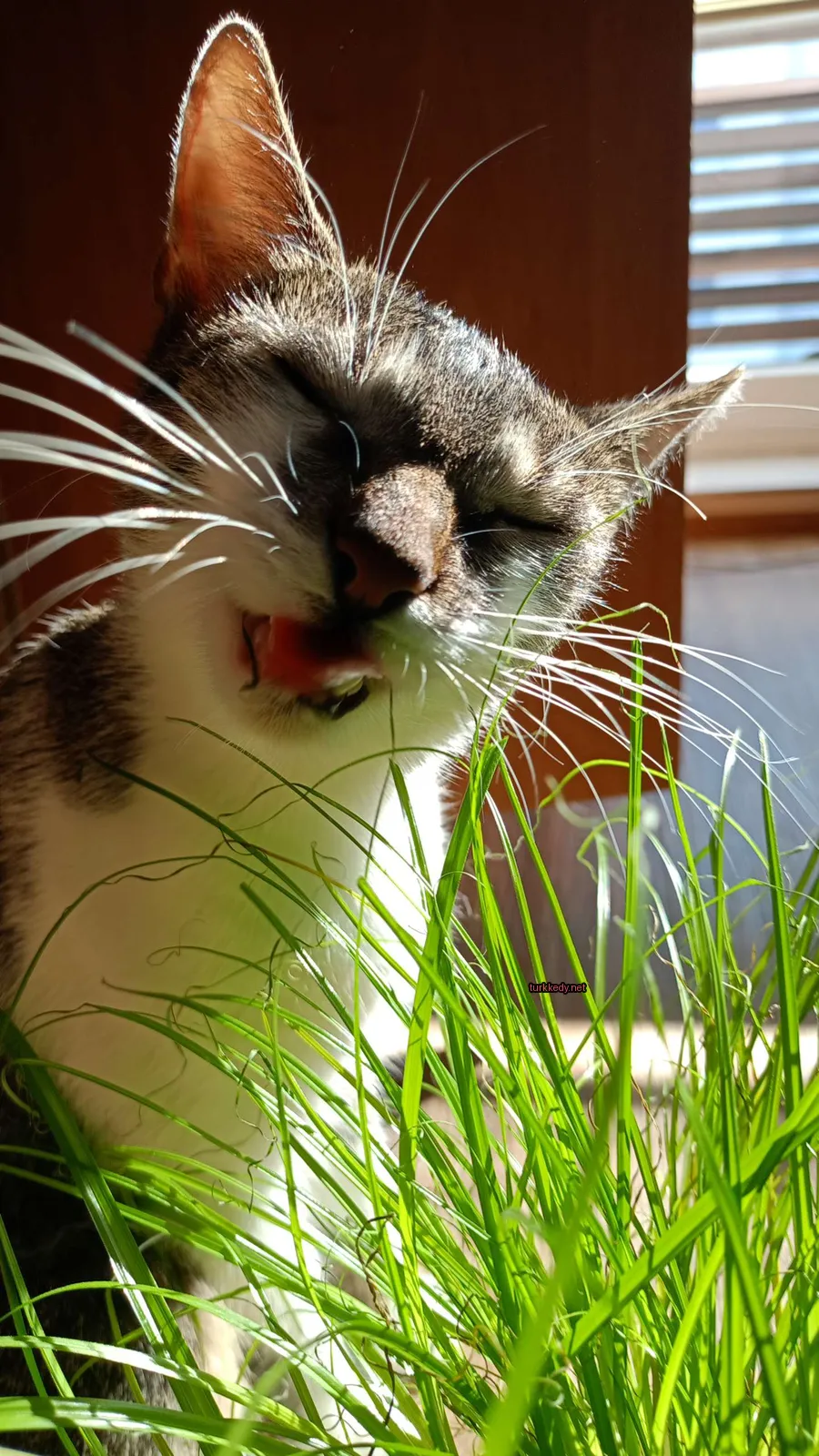 Beyaz ve gri desenli bir kedi otun üzerinde yatıyor.