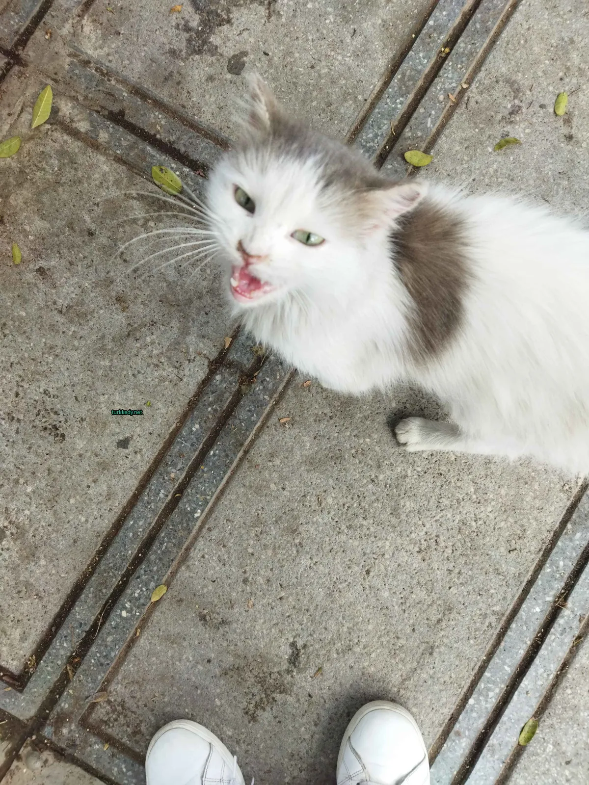 Beyaz ve kahverengi bir kedi, yanan bir şekilde bir yol üzerinde duruyor.