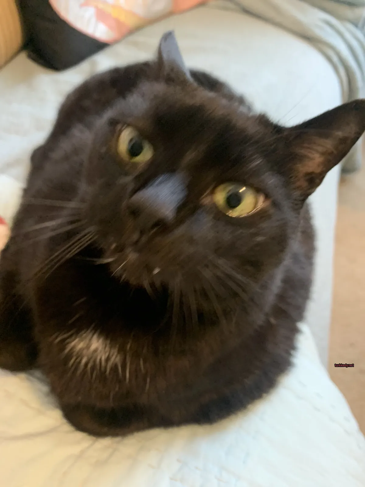 Siyah bir kedi beyaz bir kuyruğu ile bir sofa üzerinde oturuyor.