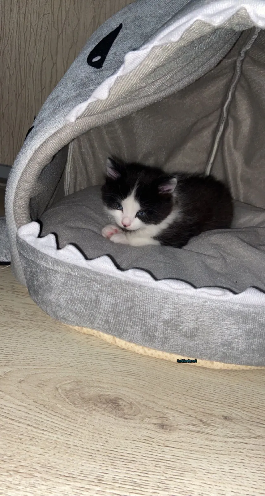 Beyaz ve siyah bir kedi yatakta bir kovanın içinde yatıyor.