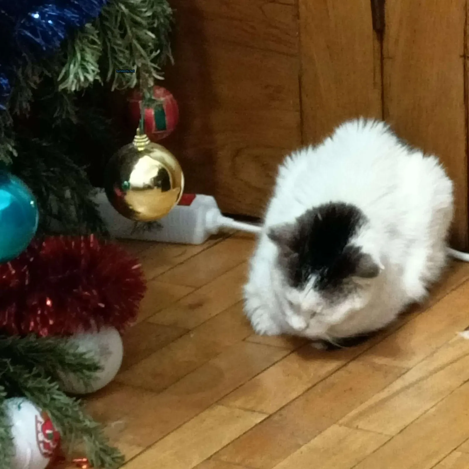 Beyaz ve siyah bir kedi Noel ağacının önünde zemine oturuyor.
