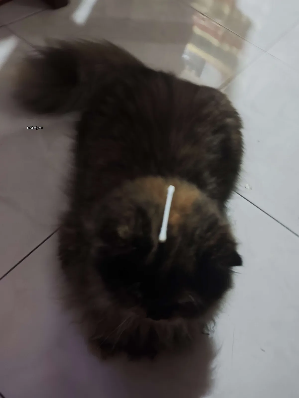 Kara ve siyah bir deri desenine sahip bir kedi zemine uzanmıştır.
