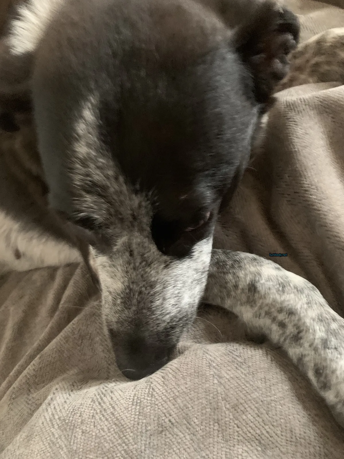 Siyah ve beyaz bir köpek, gri bir örtü üzerinde beyaz bir ayakla yatıyor.