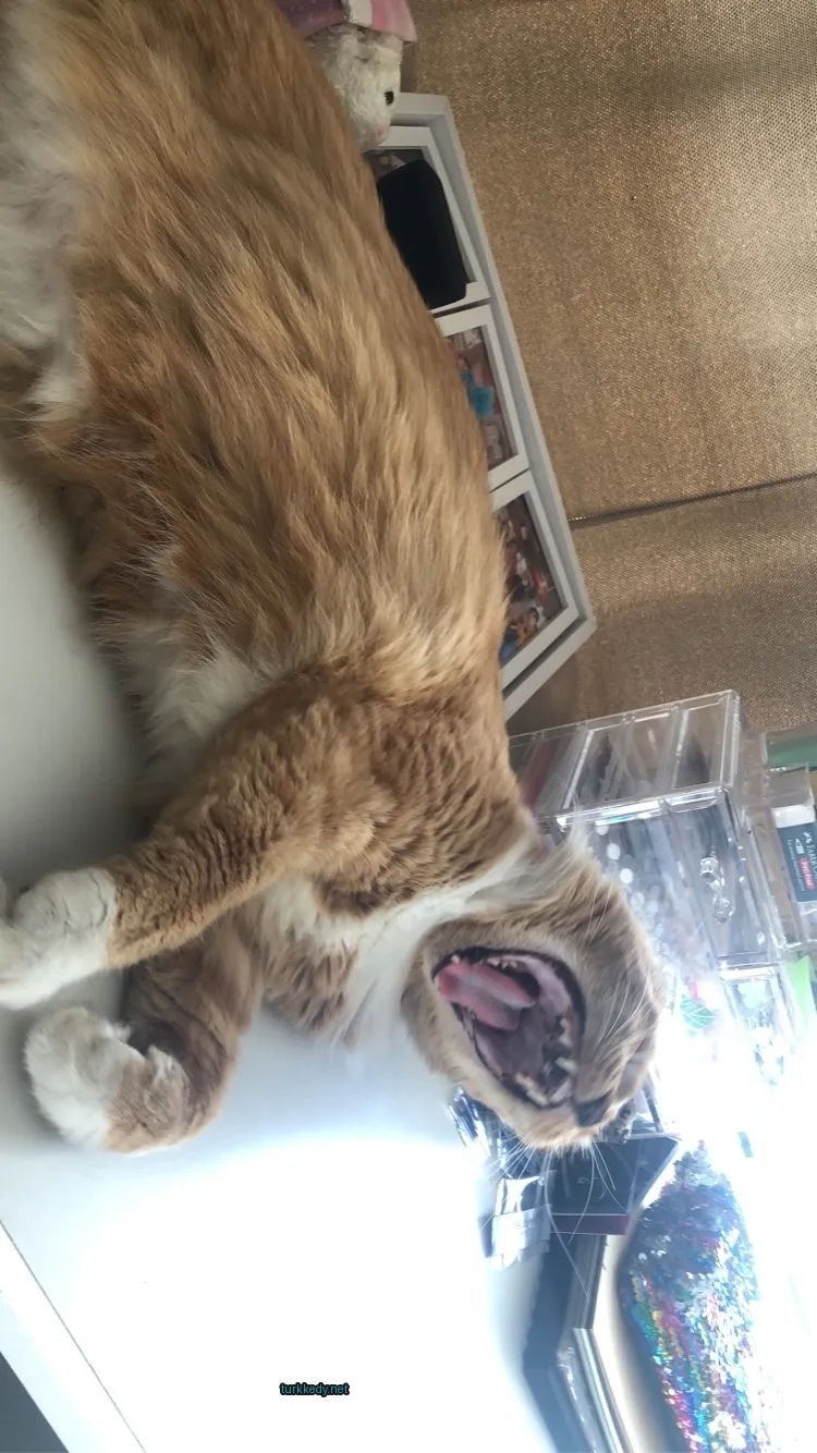 Büyük bir krem rengi ve beyaz bir kedi, uzun diliyle masa üzerinde yatıyor.