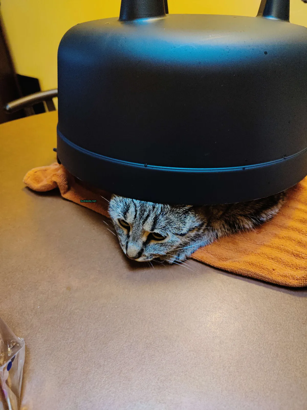 Gri ve beyaz bir kedi bir bez üzerinde bir masada yatıyor.