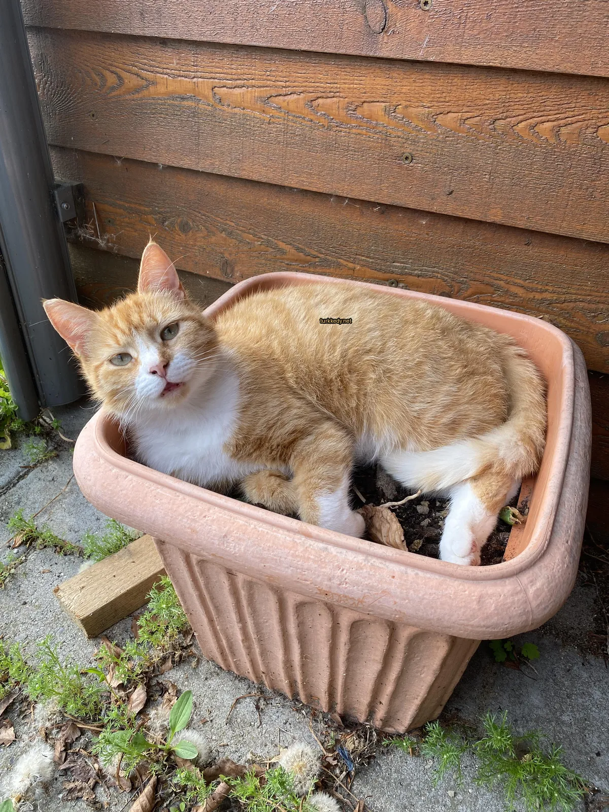 Beyaz yüzü ve sarı vücutlu bir kedi bir çiçek kasesinde yatıyor.