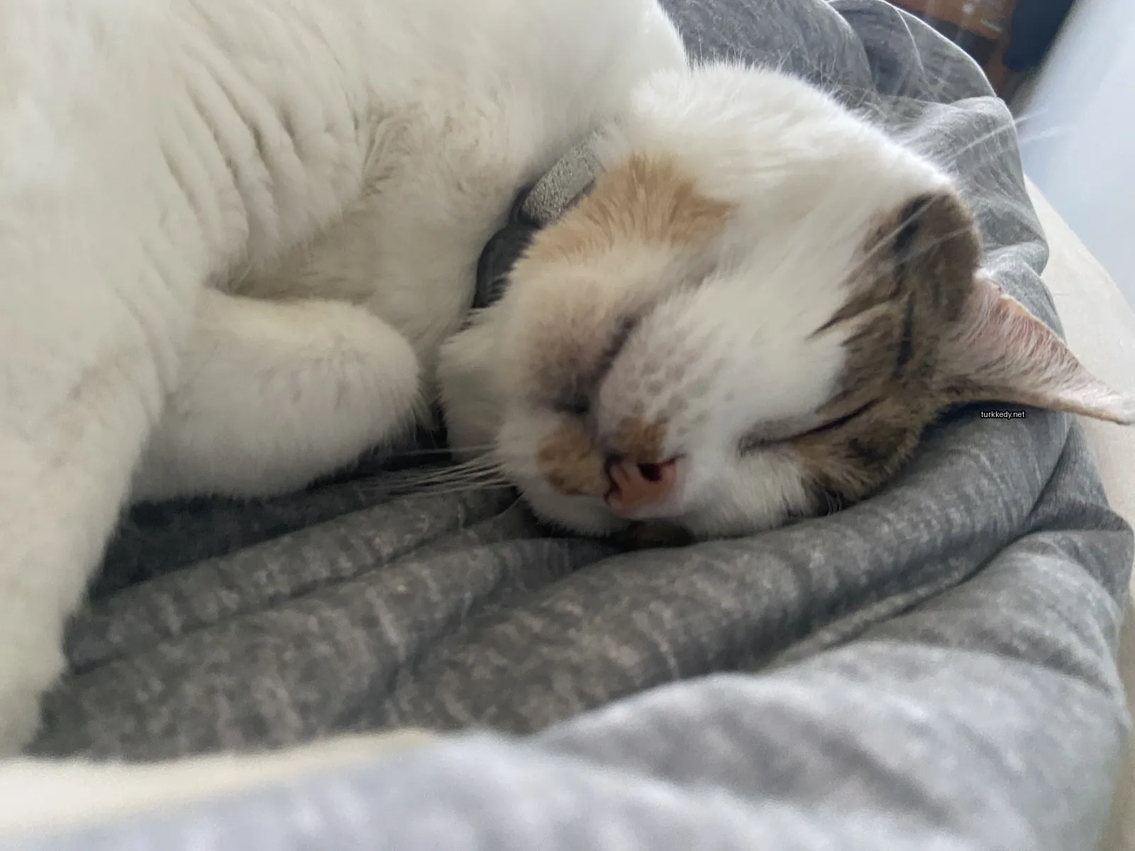 Beyaz ve kahverengi bir kedi yatakta uyuyor.