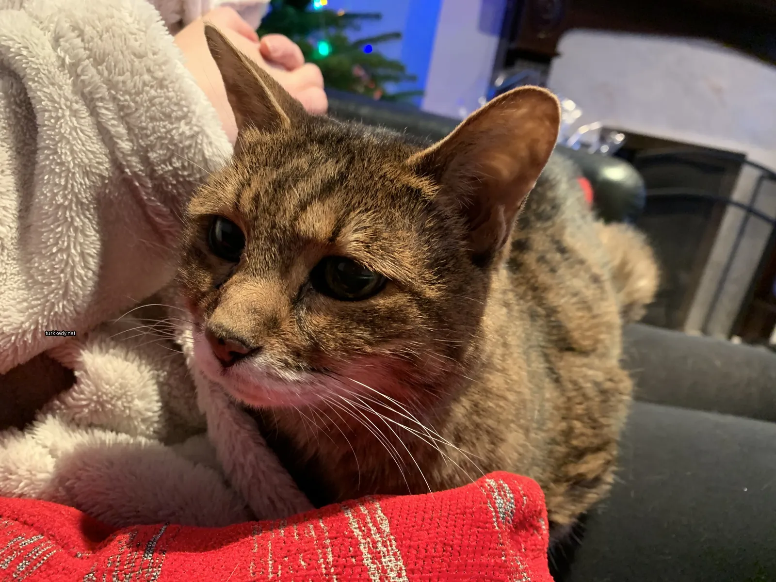 Kırmızı bir bez üzerinde beyaz ve kahverengi desenli bir kedi yatıyor.