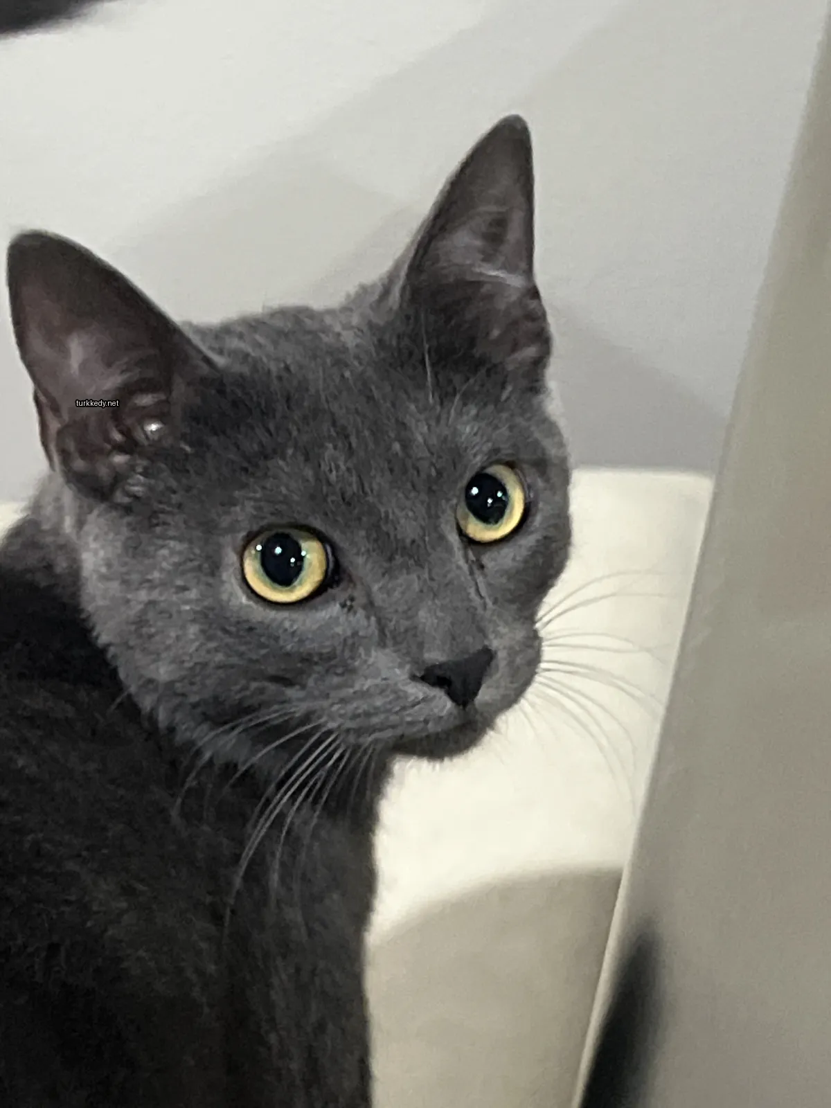 Beyaz bir koltukta gri bir kedi, sarı gözleri ile oturmaktadır.