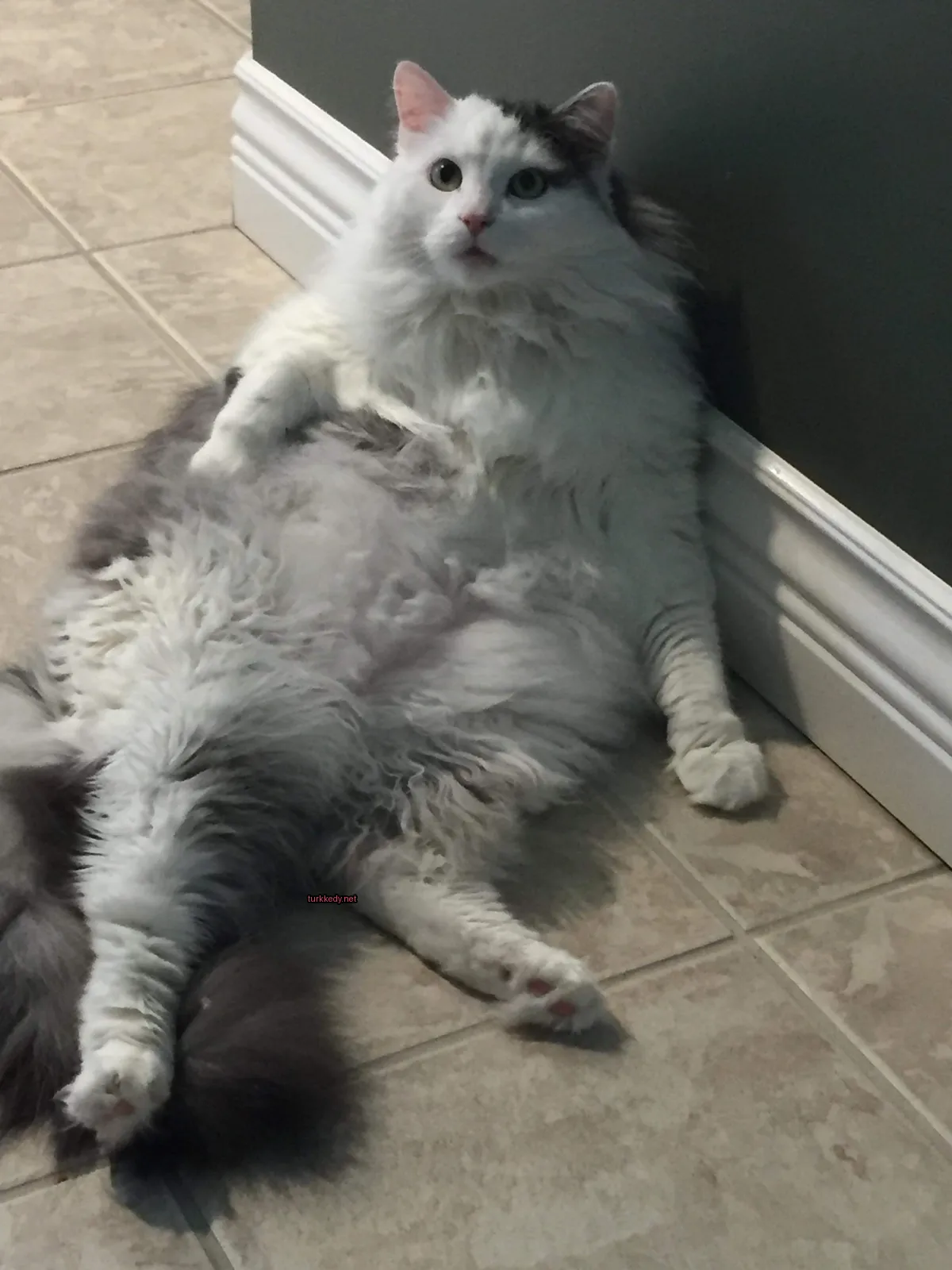 Beyaz bir kedi gri tüylü, zemine yatıyor.