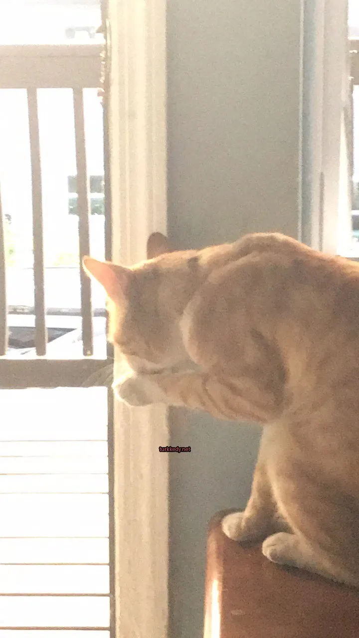 Kırmızı-beyaz bir püskürtülmüş kedi pencere önünde duruyor.