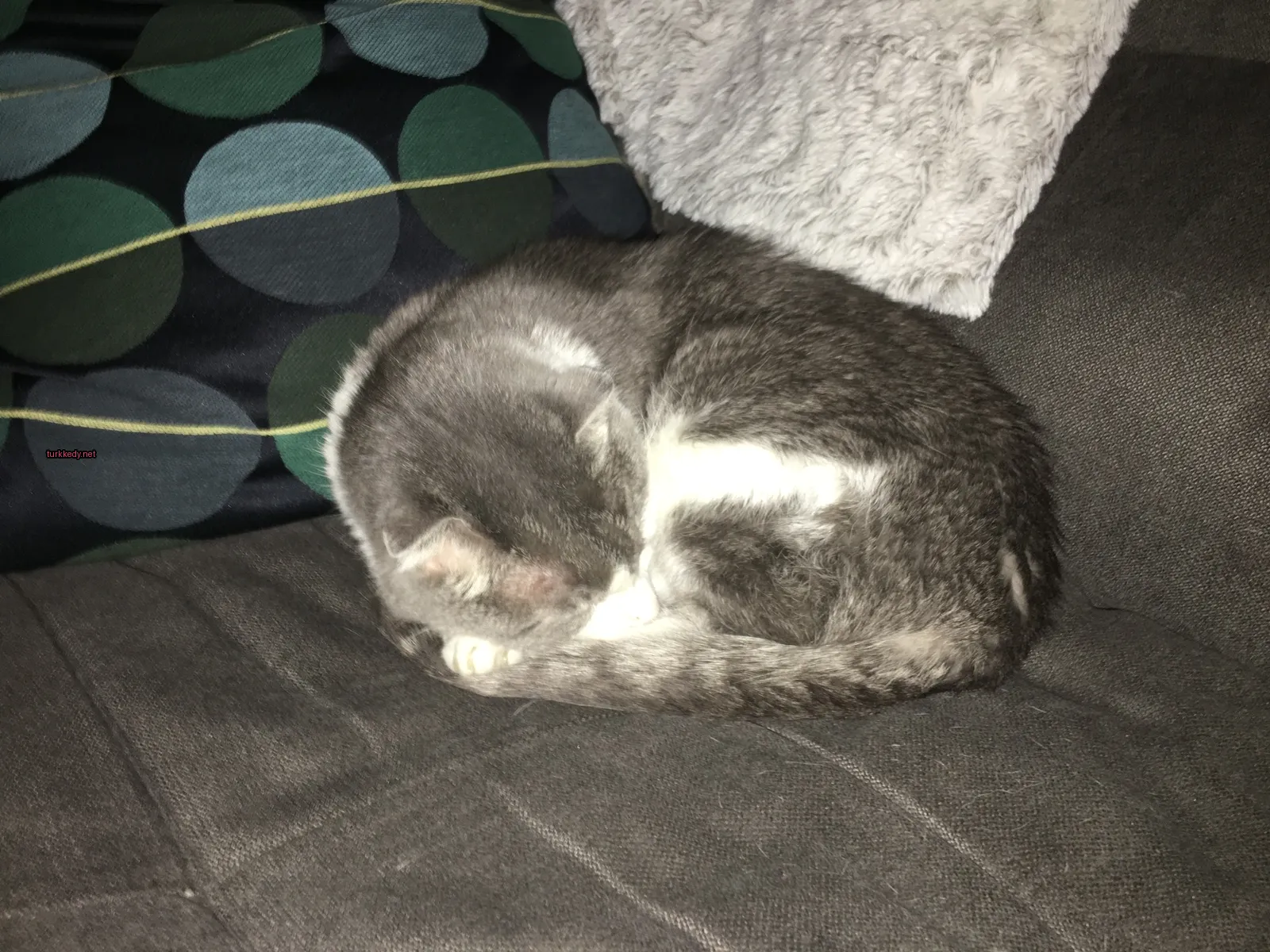 Gri ve beyaz bir kedi bir sofa üzerinde sarılı duruyor.