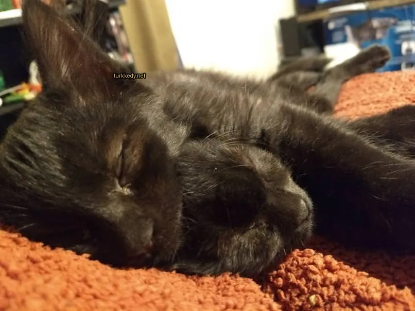 Siyah bir kedi kırmızı bir bez üzerinde yatıyor.