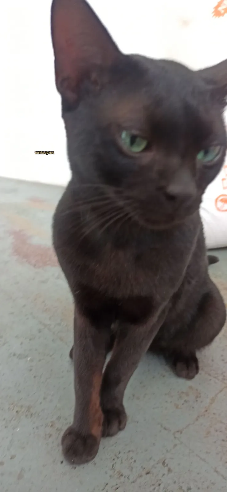 Siyah bir kedi yeşil gözleriyle beton zeminde oturuyor.