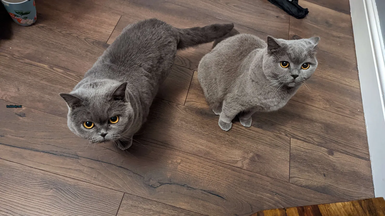 İki gri kedi ahşap zeminde oturuyor.