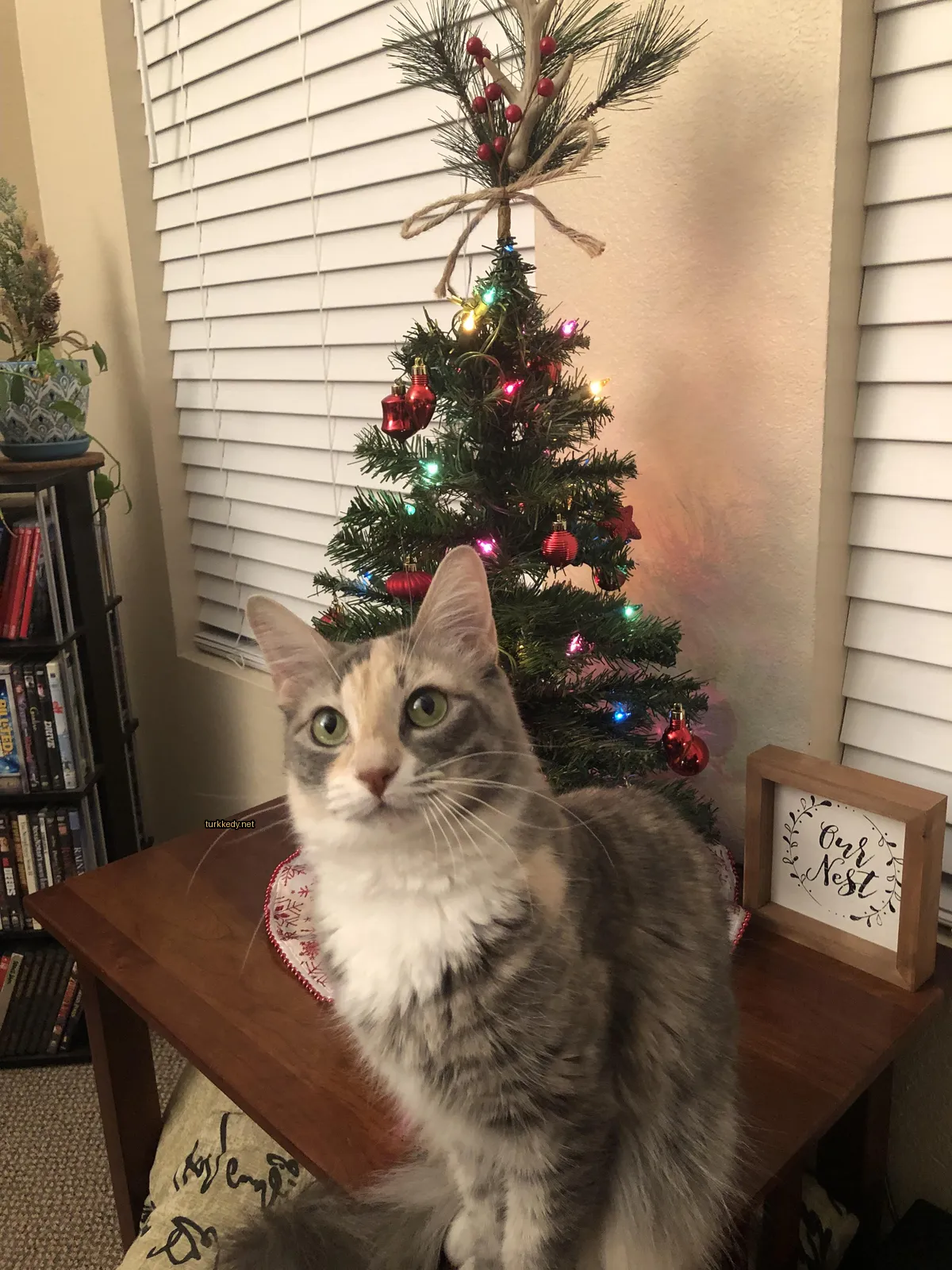 Beyaz ve gri bir kedi Noel ağacının önünde oturuyor.
