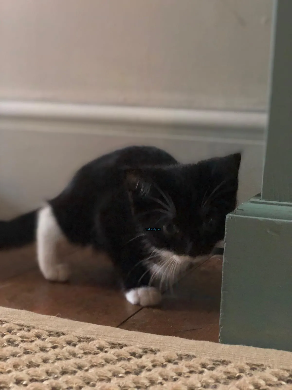 Beyaz bir kedi bir halı üzerinde duruyor.