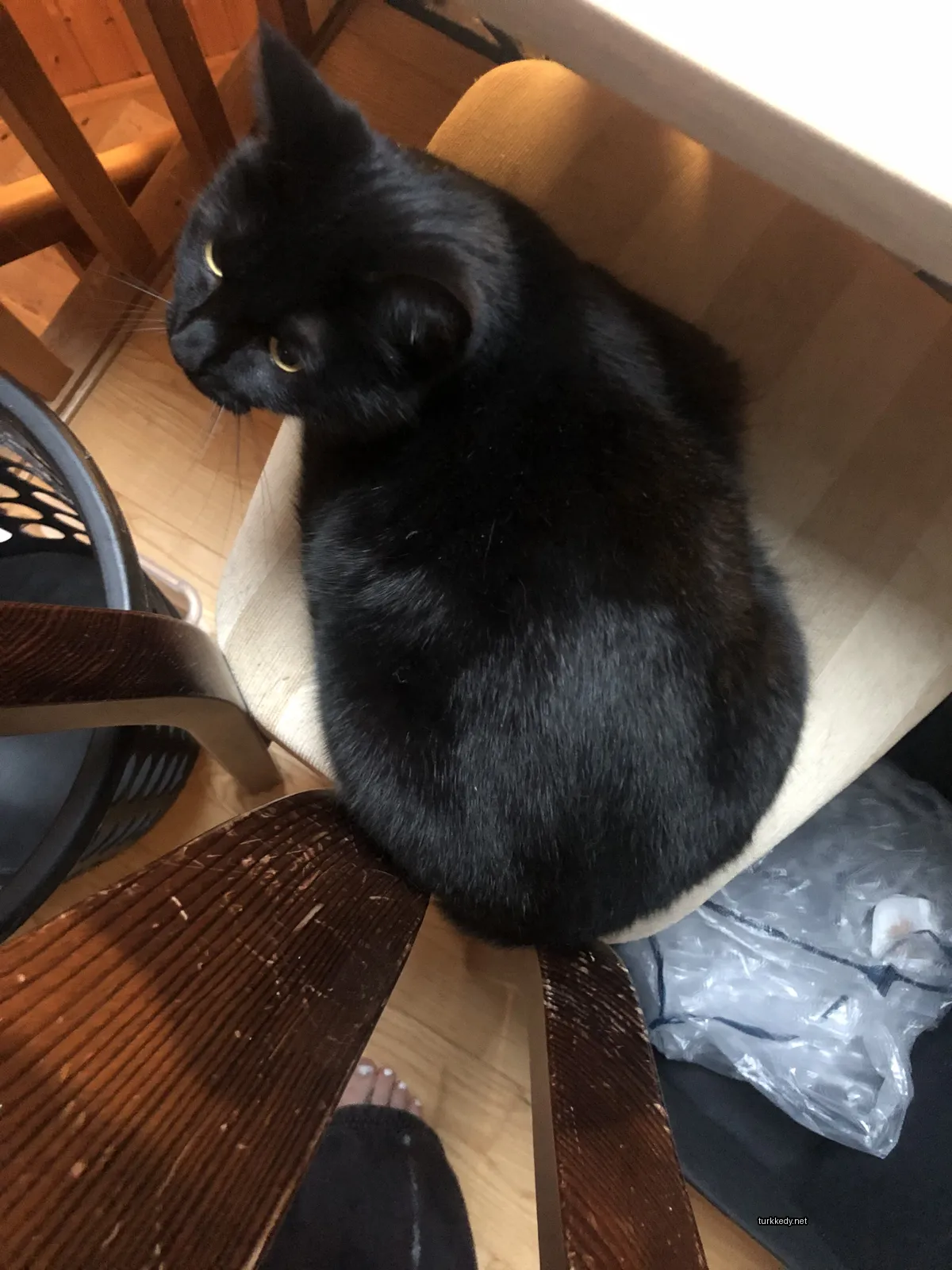 Kara bir kedi ahşap bir sandalyede oturuyor.