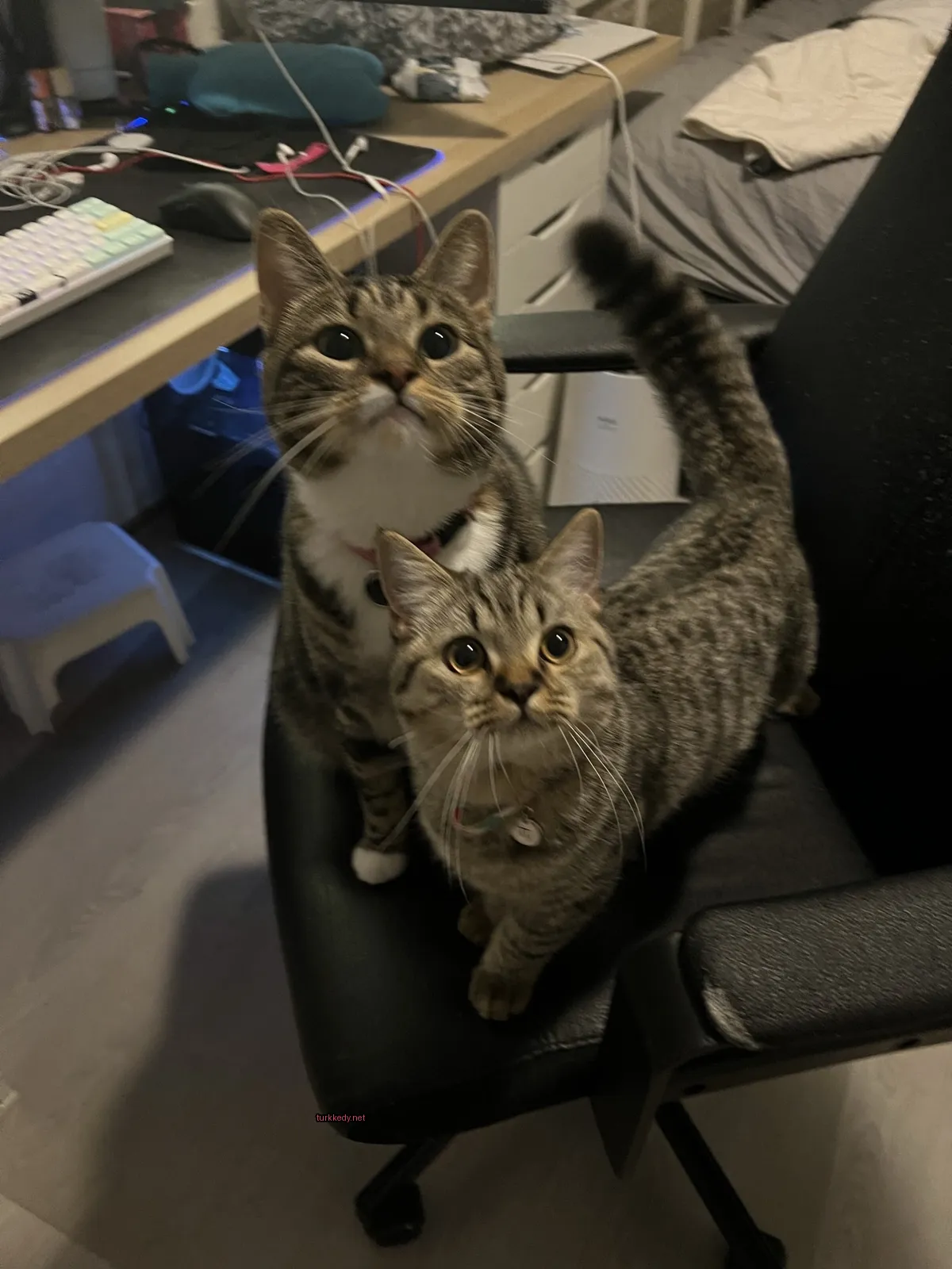 İki kedi siyah bir koltukta oturuyor.