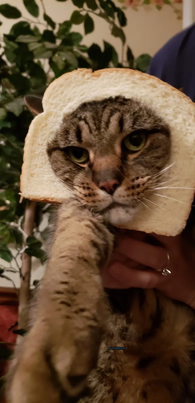 Beyaz ekmeğe sarılı siyah ve kahverengi şeritli bir kedi.