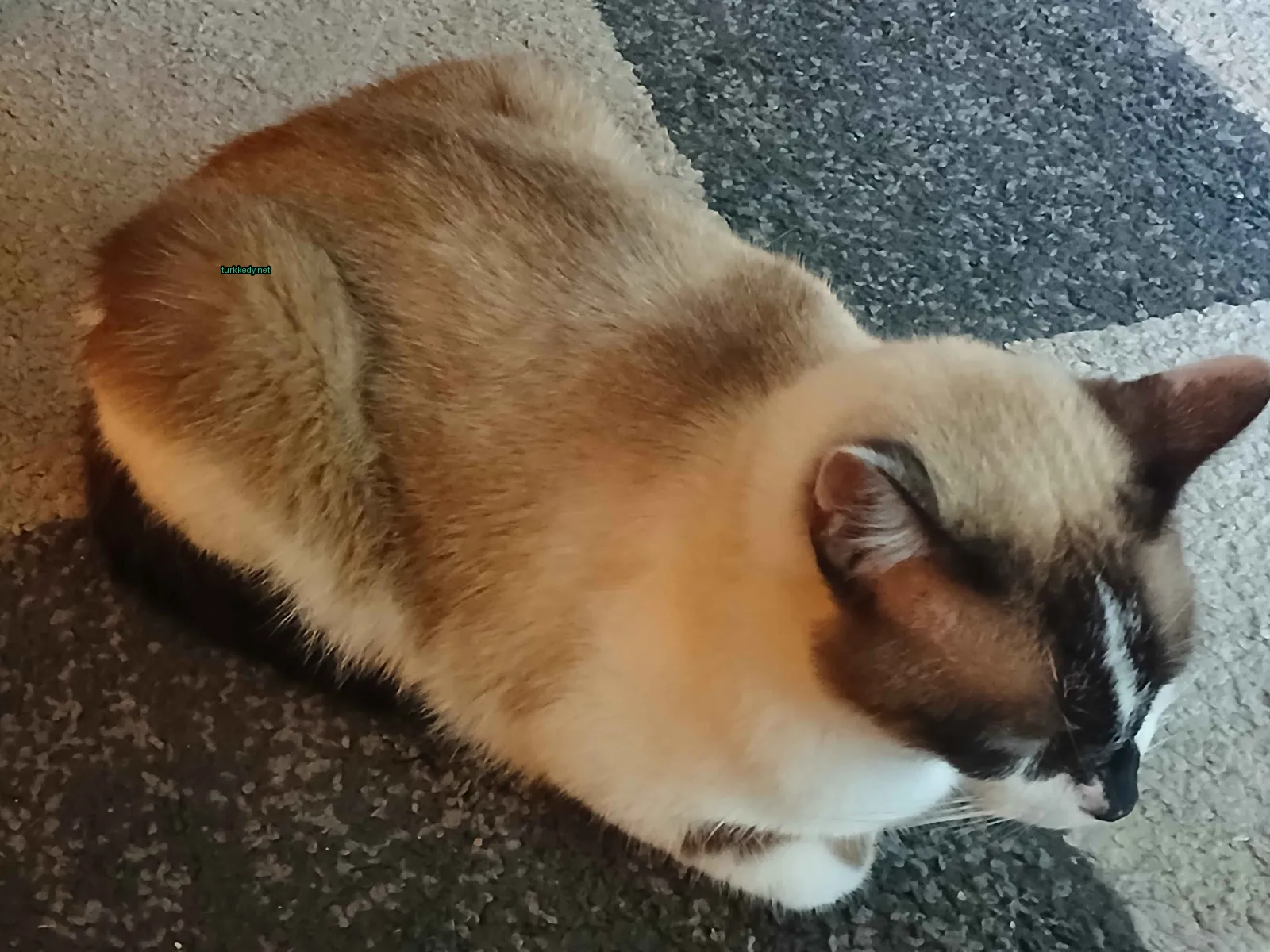Kara ve beyaz bir kedi zemine yatıyor.