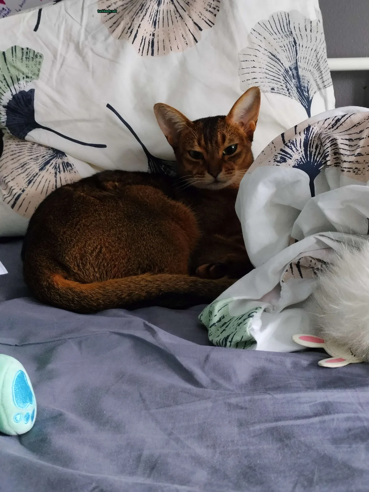 Koyu ve beyaz bir kedi yatakta yatıyor.