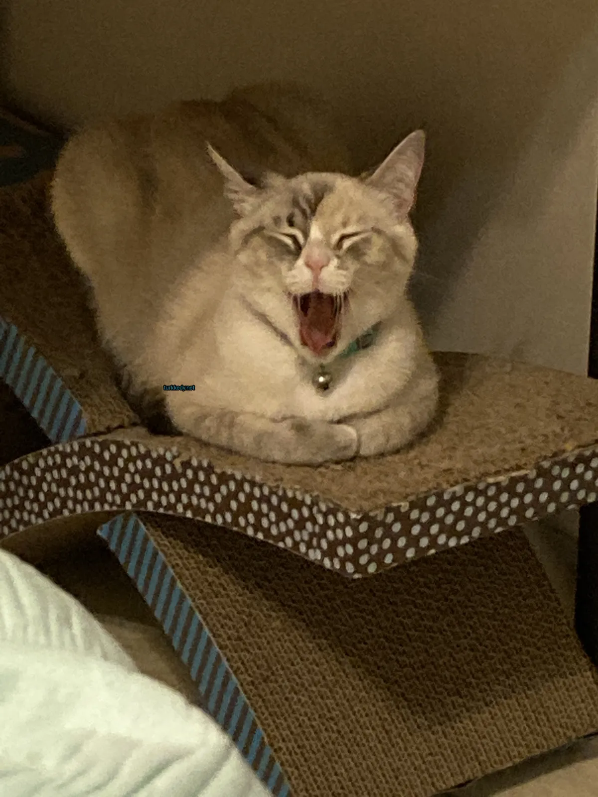 Beyaz ve gri bir kedi, yeşil bir kemer takılı, bir kedi yatağında yorgun bir şekilde açılıyor.