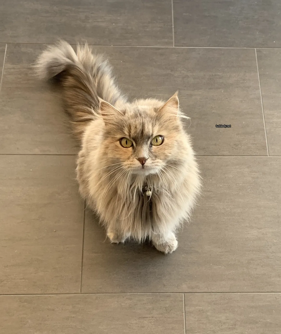 Gri ve beyaz bir kedi, siyah bir burun ve kolye ile bir mermer zeminde oturuyor.