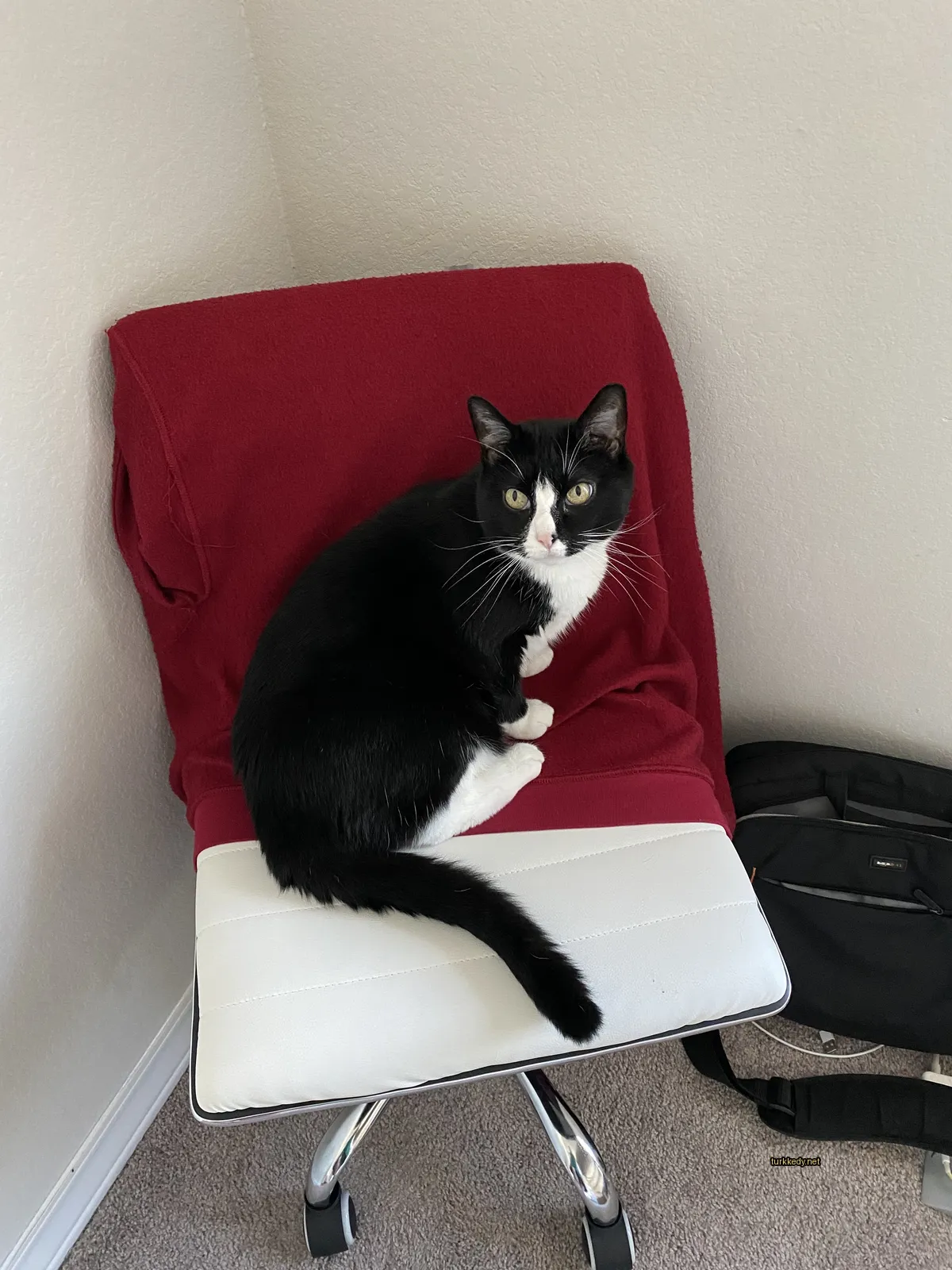 Siyah bir kedi, kırmızı bir bez üzerine beyaz bir sandalyede oturuyor.
