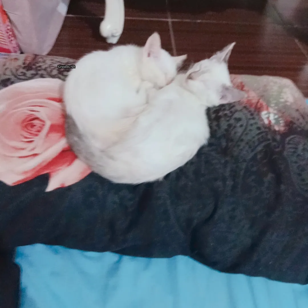 İki beyaz kedi mavi bir battaniğe uzanmış uyuyor.