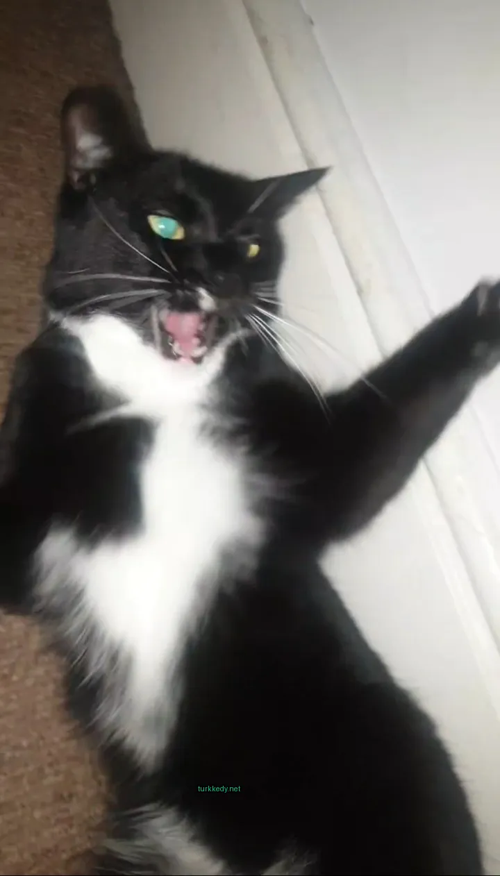 Siyah ve beyaz bir kedi, beyaz göğüs ve yeşil gözleriyle zemine yatıyor.