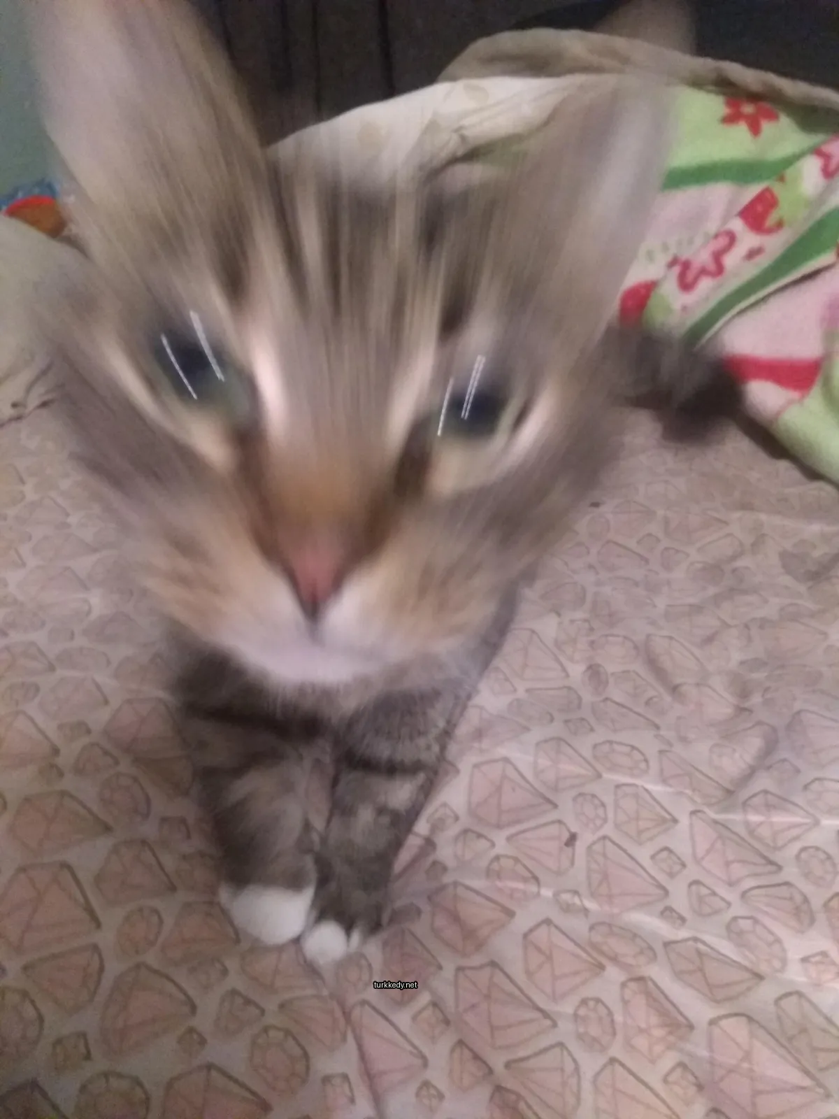 Kırmızı ve siyah desenli bir kedi yatakta oturuyor.