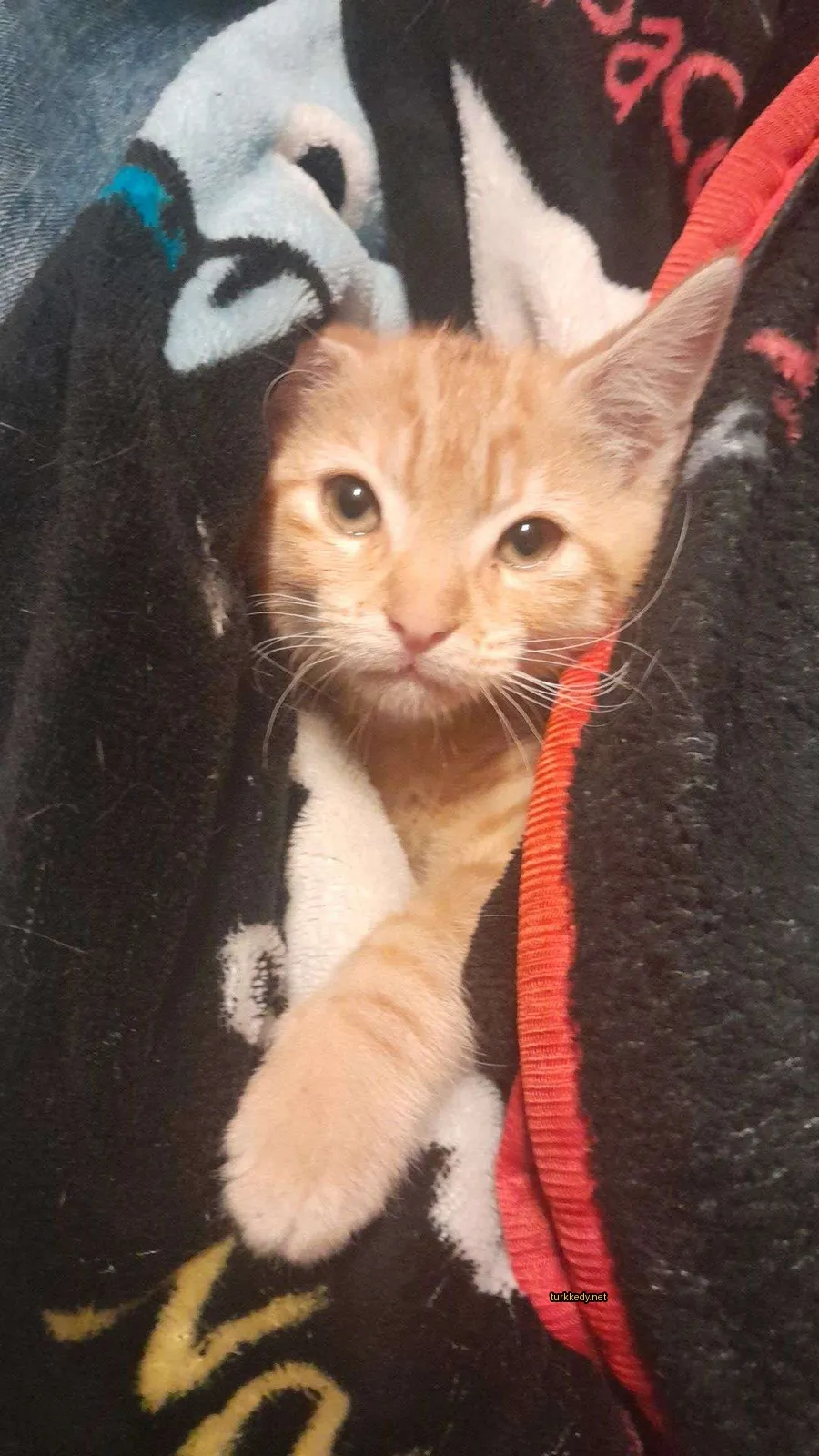 Küçük bir pembe ve beyaz kedi bir örtü üzerinde yatıyor.