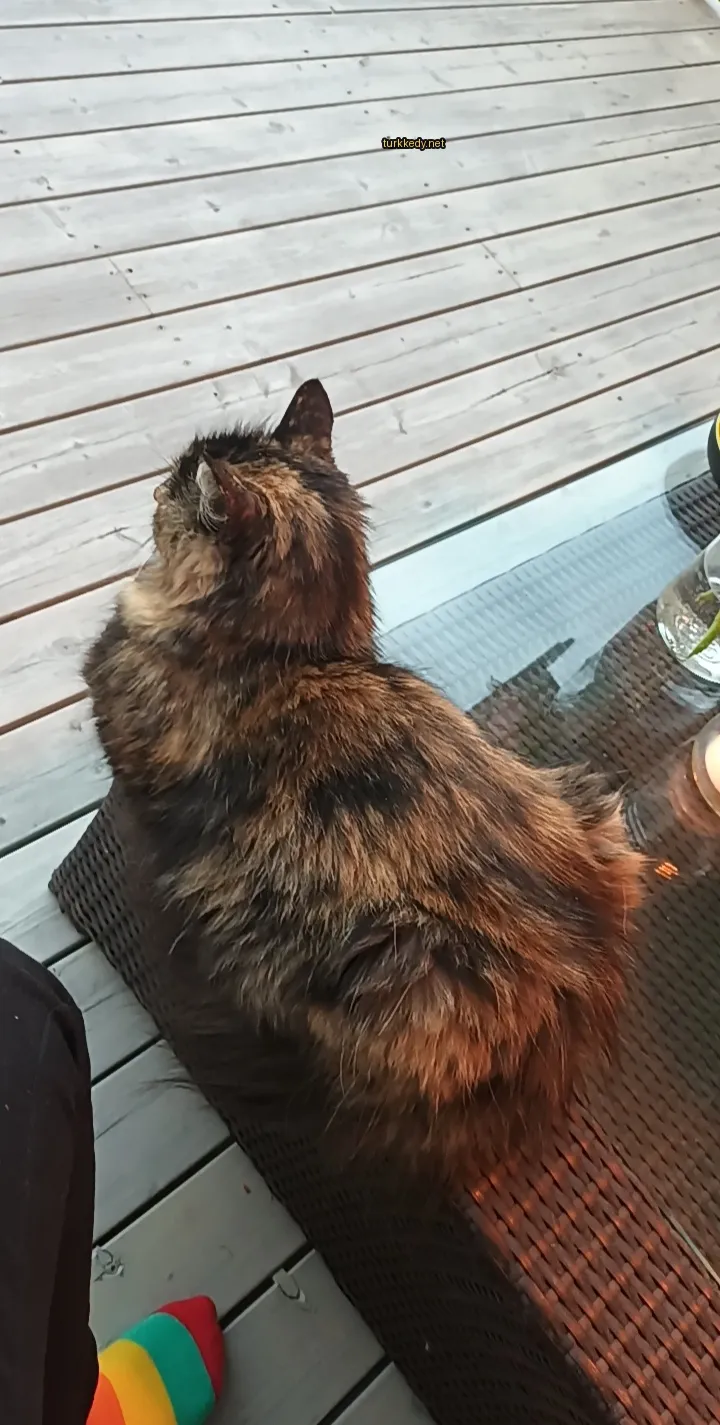 Kara ve siyah bir deri desenine sahip bir kedi bir masada oturuyor.