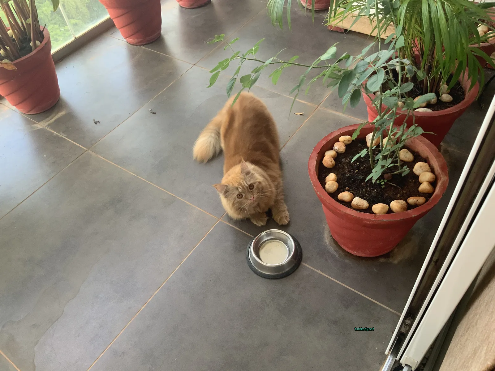 Kahverengi ve beyaz bir kedi bir tabakın önünde zemine yatıyor.