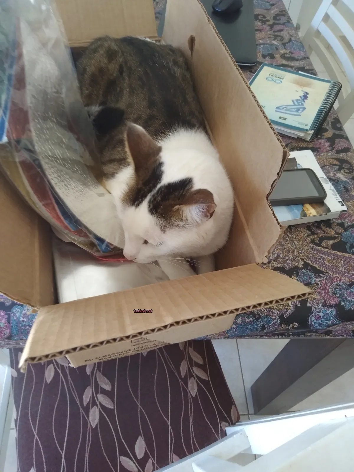 Beyaz ve siyah bir kedi bir karton kutuda yatıyor.