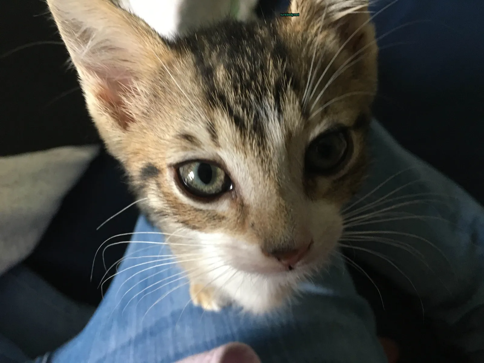 Kara ve beyaz bir pürevli kedi, bir kişinin bacaklarında oturuyor.