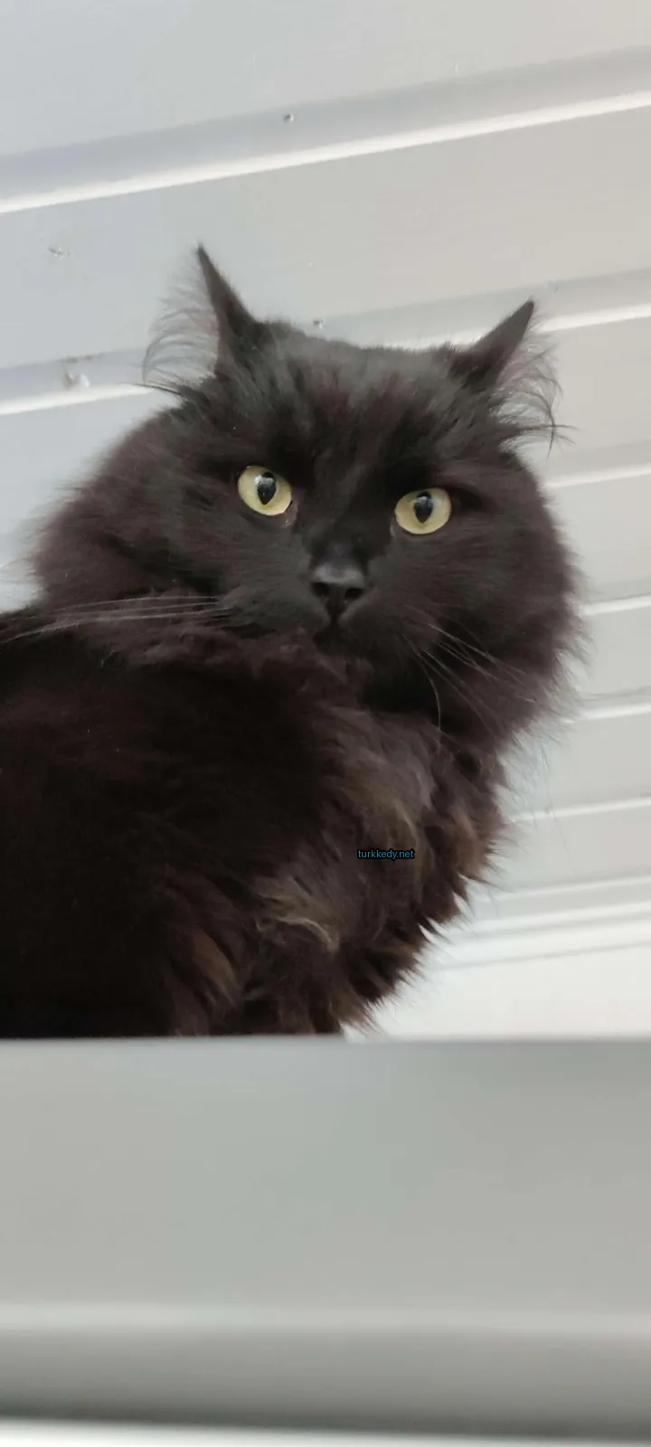 Siyah bir kedi beyaz göğüs ve beyaz burun ile beyaz bir duvar üzerinde oturuyor.