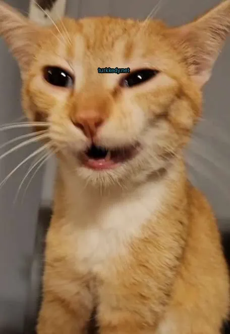 Sarı ve beyaz bir kedi, pink bir burun ve ağız ile.