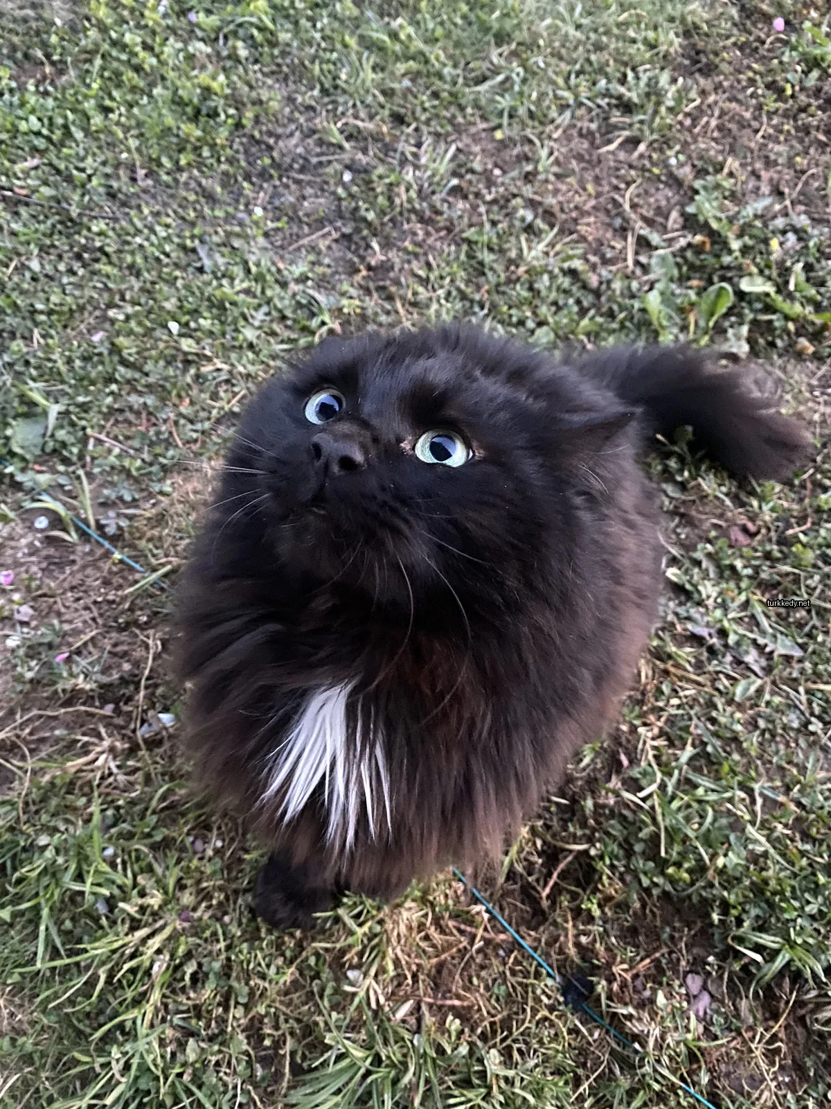 Siyah bir kedi, yüzünde ve göğsünde beyaz bir şerit olan, çimlerde oturuyor.