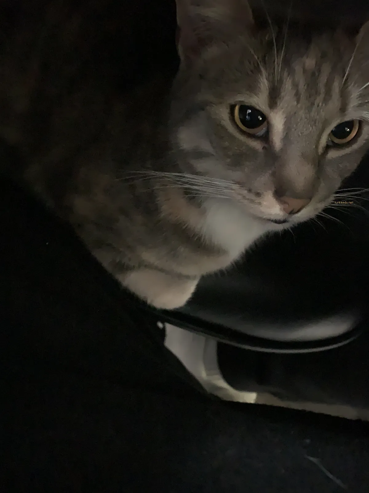 Gri ve beyaz bir kedi siyah bir sandalyede oturuyor.