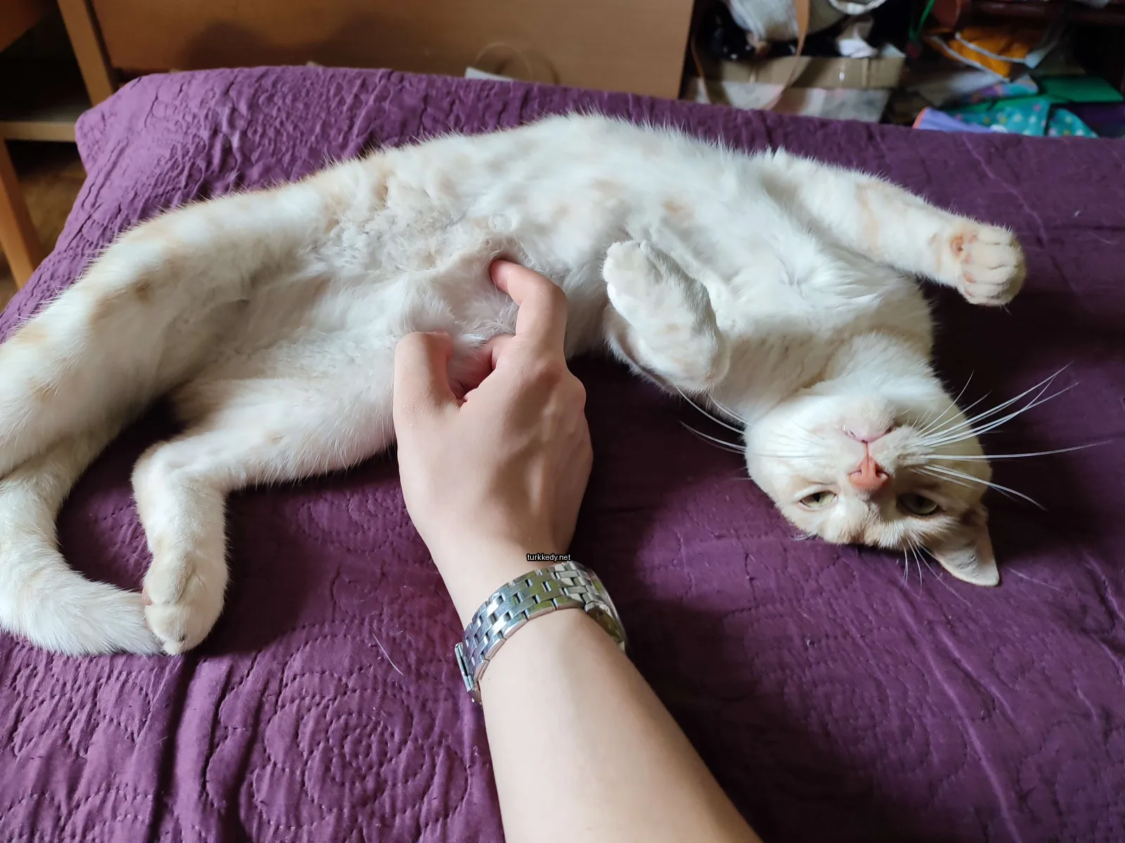 Beyaz ve turuncu bir kedi yatan bir kişinin elini kemiği üzerinde yatıyor.