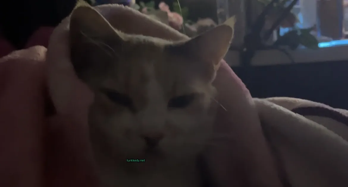 Koyu kahverengi bir kedi, beyaz yüzü ve kahverengi kulakları ile pembe bir minder üzerinde yatıyor.