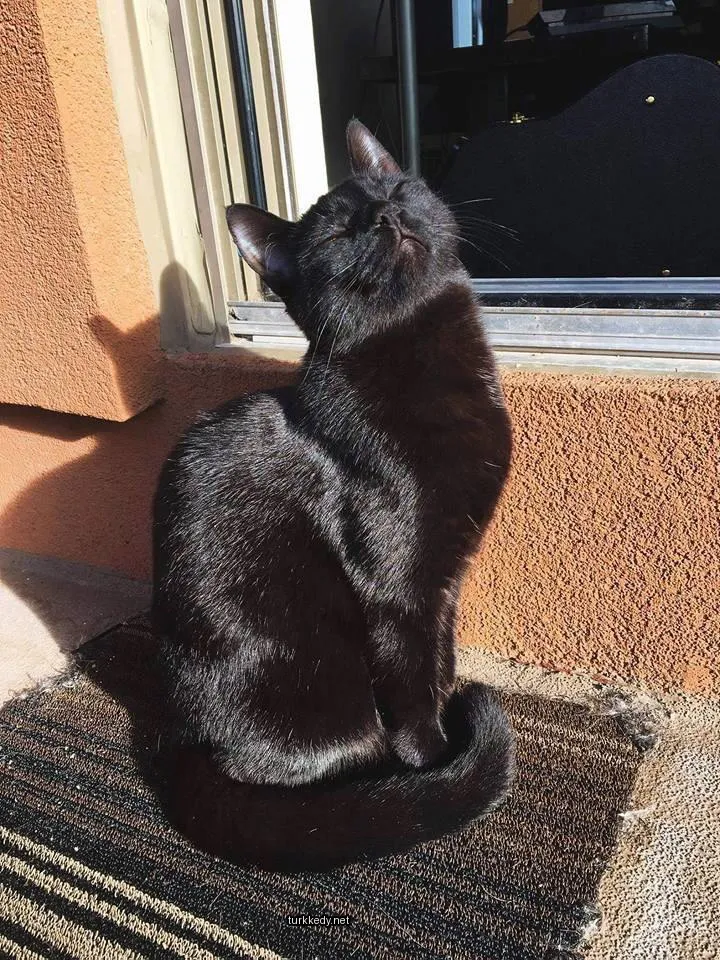 Siyah bir kedi beyaz gövdesiyle bir matın üzerinde oturuyor.