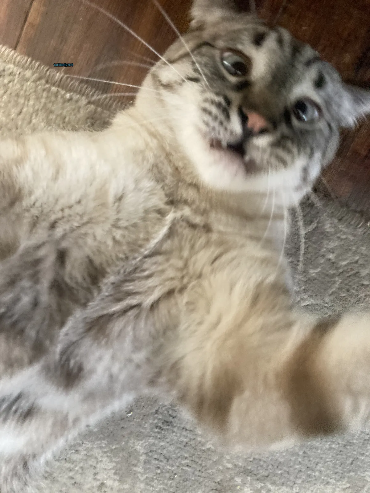 Beyaz ve gri bir kedi, desenli bir halı üzerinde yatıyor.