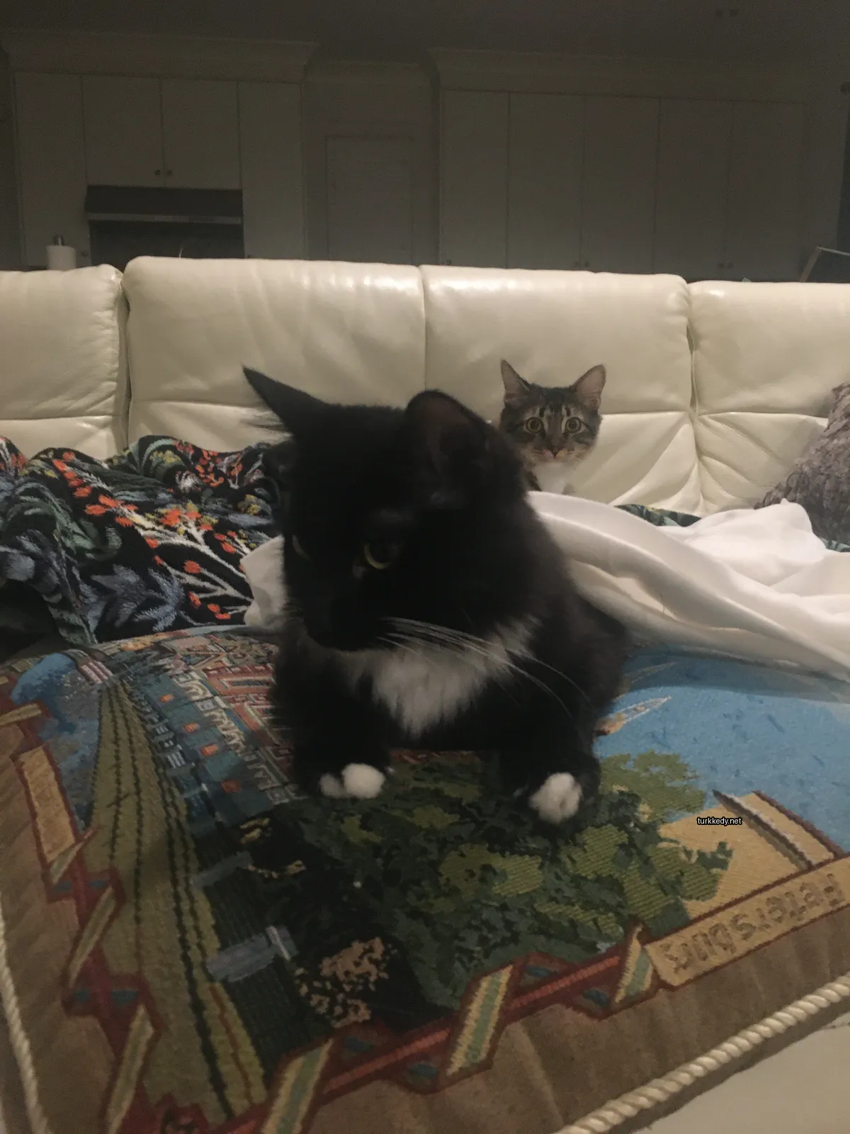 Beyaz ve siyah bir kedi bir sofa üzerinde oturuyor.