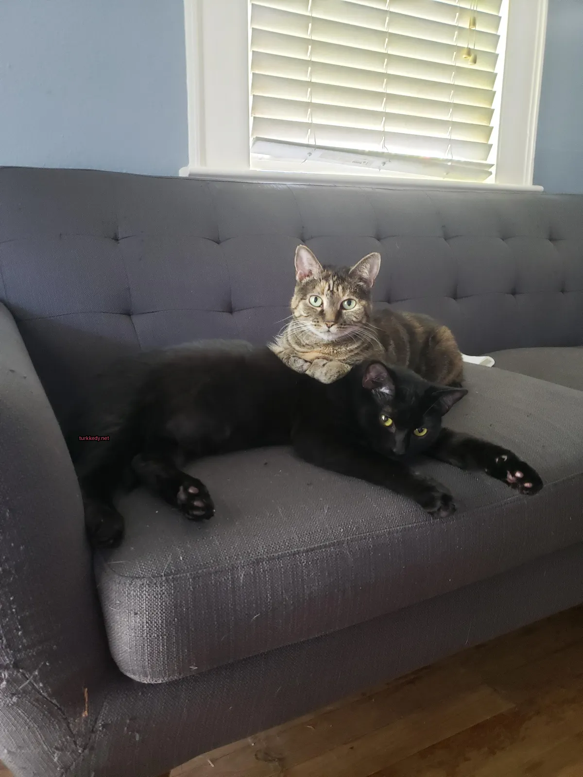 Siyah bir kedi, kahverengi ve beyaz başıyla bir sofa üzerinde yatıyor.