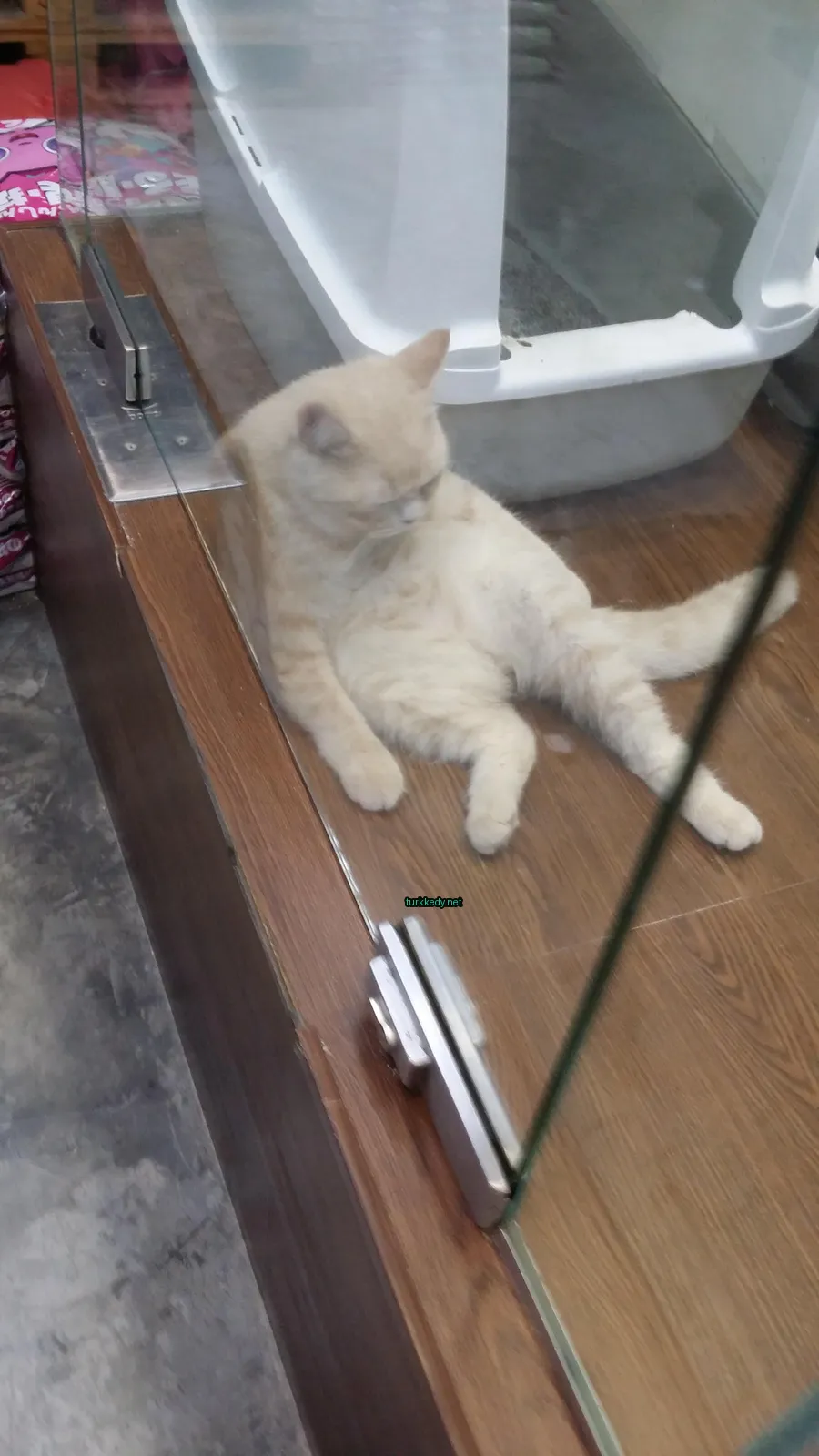 Beyaz bir kedi ahşap zeminde oturuyor.